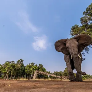Afrucan Elephant walking for feeding in the marsh Afrucan Elephant walking for feeding in the marsh