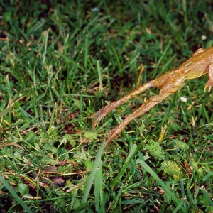 Agile Frog - The hind legs are unusually long which Agile Frog - The hind legs are unusually long which