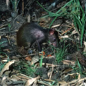AGOUTI AGOUTI
