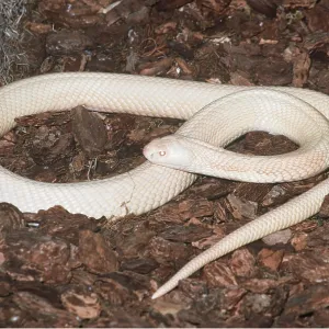 Albino Hooded Indian Cobra Albino Hooded Indian Cobra