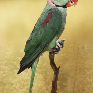 ALEXANDRINE PARAKEET - on perch ALEXANDRINE PARAKEET - on perch