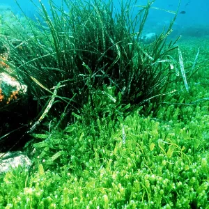 ALGAE - INVASIVE, Green Death ALGAE - INVASIVE, Green Death