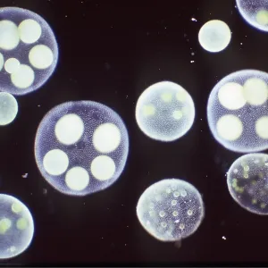 ALGAE - x 20 magnification