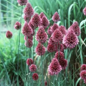 ALLIUM ALLIUM