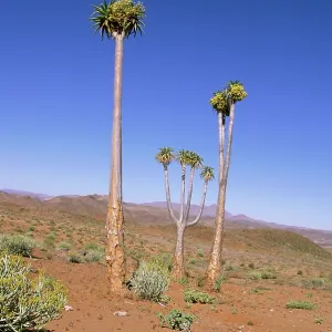 Aloe pillansii / Bastard Quiver Tree Aloe pillansii / Bastard Quiver Tree