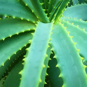 Aloe Plant - September Aloe Plant - September