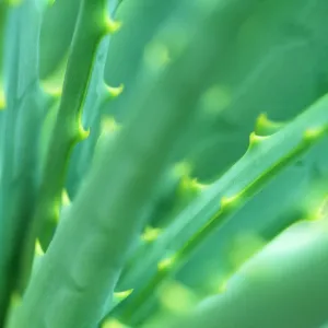 Aloe Plant - September Aloe Plant - September