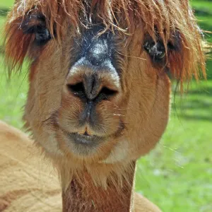 Alpaca Alpaca