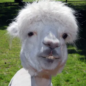 Alpaca Alpaca