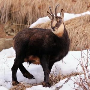 Alpine Chamois Alpine Chamois