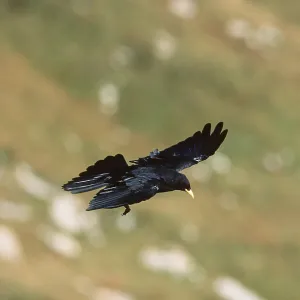ALPINE CHOUGH - IN FLIGHT ALPINE CHOUGH - IN FLIGHT