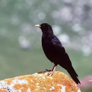 ALPINE CHOUGH - on rock ALPINE CHOUGH - on rock