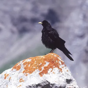 ALPINE CHOUGH - ON ROCK ALPINE CHOUGH - ON ROCK