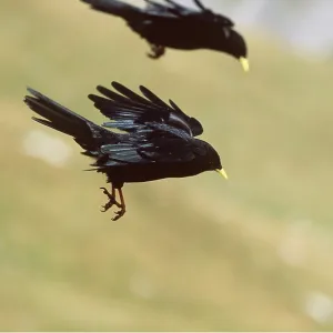 ALPINE CHOUGH - two, if flight ALPINE CHOUGH - two, if flight