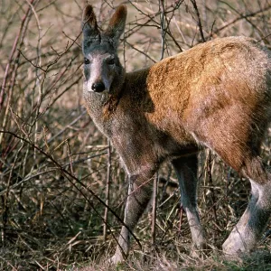 Alpine Musk Deer - male in captivity Alpine Musk Deer - male in captivity