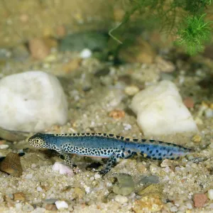 ALPINE NEWT ALPINE NEWT