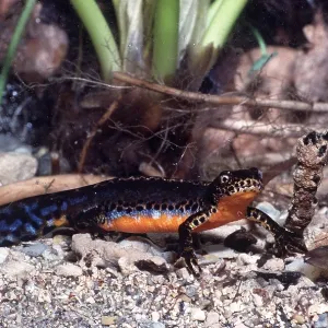 ALPINE NEWT ALPINE NEWT