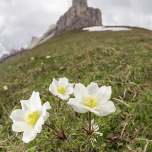 Alpine pasqueflower or alpine anemone (Pulsatilla alpina) growing in high-altitude environment, Veneto, Italy Alpine pasqueflower or alpine anemone (Pulsatilla alpina) growing in high-altitude environment, Veneto, Italy