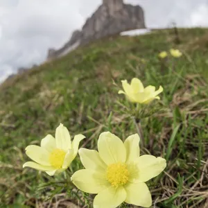 Alpine pasqueflower or alpine anemone (Pulsatilla alpina) growing in high-altitude environment, Veneto, Italy Alpine pasqueflower or alpine anemone (Pulsatilla alpina) growing in high-altitude environment, Veneto, Italy