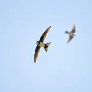 Alpine Swift in flight