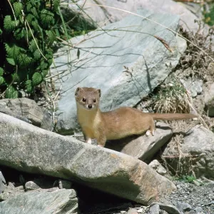 Altai / Mountain / Pale Weasel Altai / Mountain / Pale Weasel