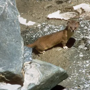 Altai'/ Mountain / Pale Weasel Altai'/ Mountain / Pale Weasel