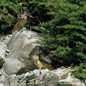 Altai'/ Mountain / Pale Weasel Altai'/ Mountain / Pale Weasel