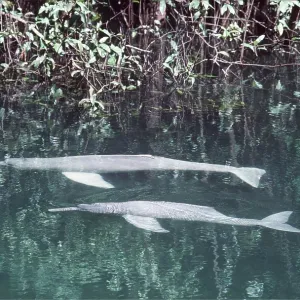 Amazon / Boto / Pink River DOLPHIN Amazon / Boto / Pink River DOLPHIN