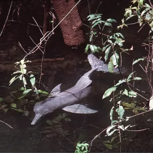 Amazon / Boto / Pink River DOLPHIN Amazon / Boto / Pink River DOLPHIN