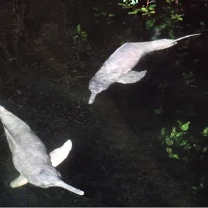 Amazon / Boto / Pink River DOLPHIN - two Amazon / Boto / Pink River DOLPHIN - two