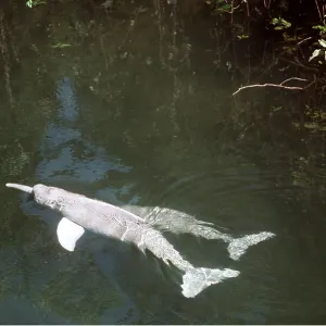 Amazon / Boto / Pink River DOLPHIN Amazon / Boto / Pink River DOLPHIN