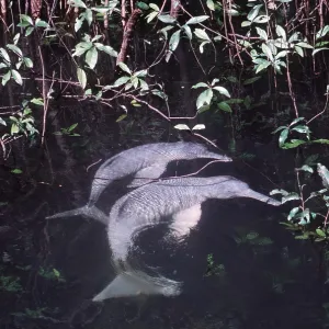 Amazon / Boto / Pink River DOLPHIN - two Amazon / Boto / Pink River DOLPHIN - two
