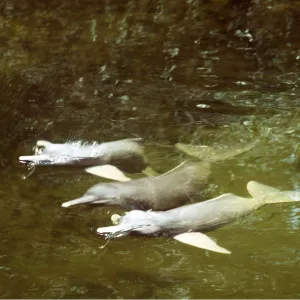 Amazon / Boto / Pink River DOLPHIN - three Amazon / Boto / Pink River DOLPHIN - three