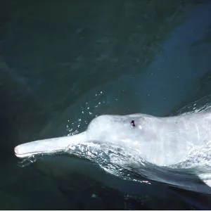 Amazon / Boto / Pink River DOLPHIN Amazon / Boto / Pink River DOLPHIN