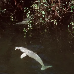 Amazon / Boto / Pink River DOLPHIN - dolphin feeding Amazon / Boto / Pink River DOLPHIN - dolphin feeding