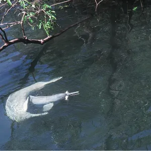 Amazon / Boto / Pink River DOLPHIN - two fishing Amazon / Boto / Pink River DOLPHIN - two fishing