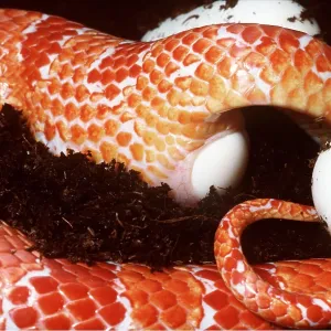 Amelanistic CORN SNAKE - laying eggs (a mutation) Amelanistic CORN SNAKE - laying eggs (a mutation)