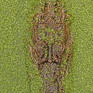: Feature Idea - Animal Camouflage