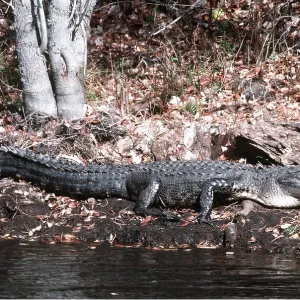 AMERICAN ALLIGATOR AMERICAN ALLIGATOR