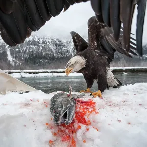 American Bald Eagle guarding freshly caught Chum American Bald Eagle guarding freshly caught Chum