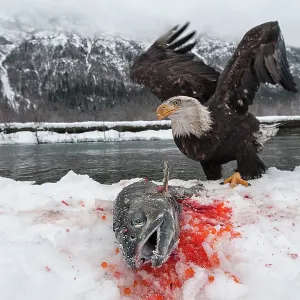 American Bald Eagle guarding freshly caught Chum American Bald Eagle guarding freshly caught Chum