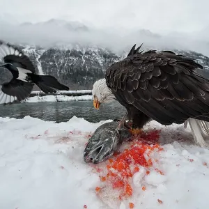 American Bald Eagle guarding freshly caught Chum American Bald Eagle guarding freshly caught Chum