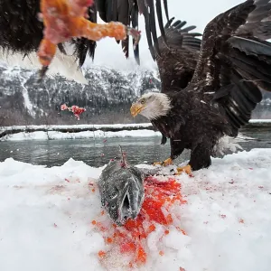 American Bald Eagle guarding freshly caught Chum American Bald Eagle guarding freshly caught Chum