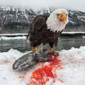 American Bald Eagle guarding freshly caught Chum American Bald Eagle guarding freshly caught Chum