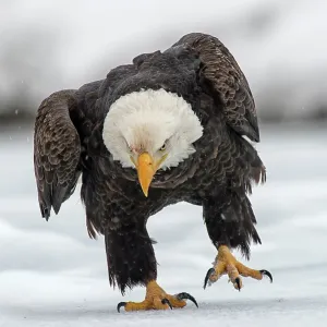 American Bald Eagle in winter snow Chilkat River American Bald Eagle in winter snow Chilkat River