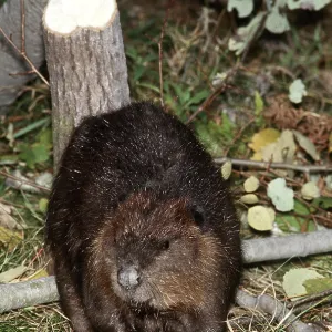 AMERICAN BEAVER - with gnawed stump AMERICAN BEAVER - with gnawed stump