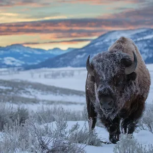American Bison (Bison bison) with frost on its American Bison (Bison bison) with frost on its