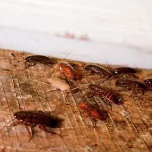 AMERICAN COCKROACHS - adults & nymphs AMERICAN COCKROACHS - adults & nymphs