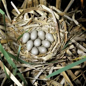 American Coot - nest American Coot - nest