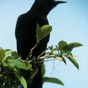 American crow American crow
